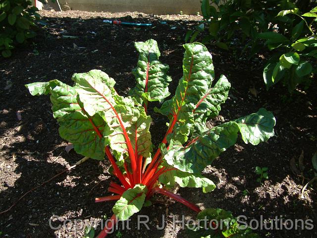 Silverbeet red